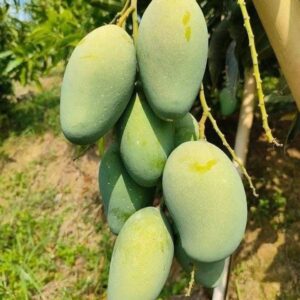 আম্রপালি