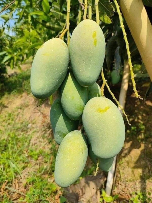 আম্রপালি / Amrupali – রাজশাহীর সুমিষ্ট স্বাদে ভরপুর - Image 4