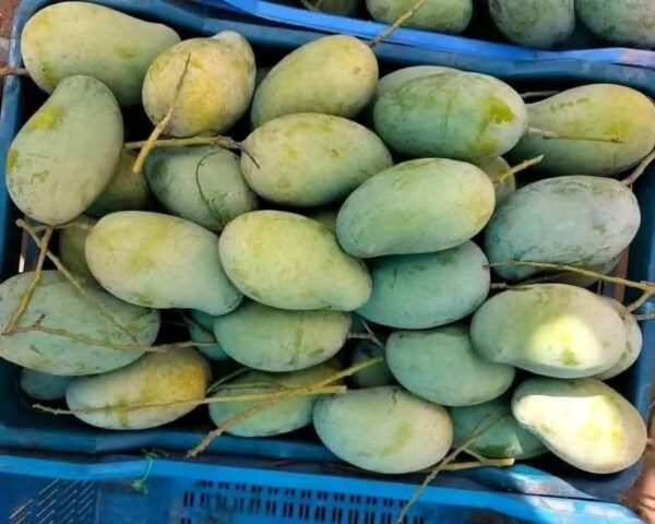 আম্রপালি / Amrupali – রাজশাহীর সুমিষ্ট স্বাদে ভরপুর - Image 3
