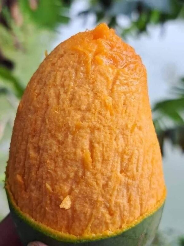 আম্রপালি / Amrupali – রাজশাহীর সুমিষ্ট স্বাদে ভরপুর - Image 5